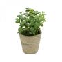 Imagem de Mini Vaso Decorativo de Papel e Plantinha Jade Sucullent 13cmx12cm Urban Verde
