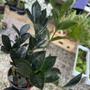 Imagem de Mini Zamioculca Black Dowon Planta Rara Exótica Com Vaso Decoração Para Interiores