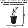Imagem de Mini Zamioculca Black Dowon Planta Rara Exótica Com Vaso Decoração Para Interiores