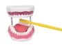 Imagem de Modelo anatômico de arcada dentária c/ língua e escova sd5059
