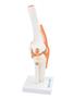 Imagem de Modelo anatômico de articulação de joelho sd5020