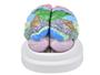 Imagem de Modelo anatômico de cérebro neuro-anatômico colorido em 2 partes sd5040c
