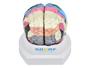 Imagem de Modelo anatômico de cérebro neuro-anatômico colorido em 2 partes sd5040c