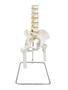 Imagem de Modelo anatômico de coluna vertebral tamanho real,pelve e parte do fêmur sd5009
