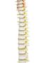 Imagem de Modelo anatômico de coluna vertebral tamanho real,pelve e parte do fêmur sd5009