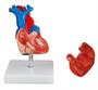 Imagem de Modelo Coração Humano em Tamanho Real 2 Partes C/ Base