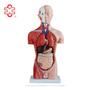Imagem de Modelo Corporal para aprendizagem anatomia humana - Tronco