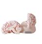 Imagem de Modelo da Cérebro Humano com Artérias (8 peças)