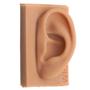 Imagem de Modelo de orelha de silicone p/ estudo