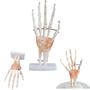 Imagem de Modelo Esqueleto Articulação Mão Tamanho Real Anatomia Estudo Profissionais Da Saúde Coleção De Anatomia Ferramenta Aula
