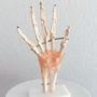 Imagem de Modelo Esqueleto Articulação Mão Tamanho Real Anatomia Estudo Profissionais Da Saúde Coleção De Anatomia Ferramenta Aula