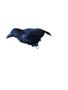 Imagem de Modelo simulação Pássaro Corvo Negro Animal Halloween