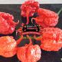 Imagem de Molho De Pimenta Carolina Reaper Viciado em Pimentas 60 ml Sem Glúten Artesanal