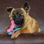 Imagem de Mordedor de Nylon e Madeira para Filhotes Kong Chewstix Puppy Link Bone - M