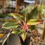 Imagem de Muda Aglaonema Creta Rosa - Interno Sombra Para Colecionador