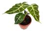 Imagem de Muda Alocasia Polly Planta Natural Com Vaso Folhagem Exótica