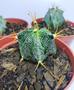 Imagem de Muda Cacto Astrophytum Capricórnio Ornatum top de linha