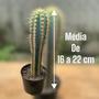 Imagem de Muda Cacto Azul 16 A 22 Cm Pilosocereus top para Colecionadores