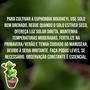 Imagem de Muda Cacto Euphorbia Bougheyi Planta Natural Linda Coleção