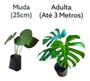 Imagem de Muda Costela De Adao Monstera Cresce Rapido Bem Embalado Top