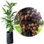 Imagem de Muda de Abrico ou Arvore Bola 20 a 40cm AMK - Plantas Online