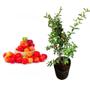 Imagem de Muda de Acerola Doce CLONADA 20 a 40cm AMK - Plantas Online