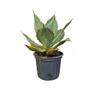 Imagem de Muda de Agave Azul 20 a 40cm AMK - Plantas Online