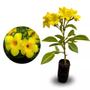 Imagem de Muda de Alamanda Amarela 20 a 40cm AMK - Plantas Online