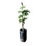 Imagem de Muda de Alamanda Vermelha 20 a 40cm AMK - Plantas Online