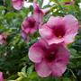 Imagem de Muda de Alamanda Vermelha 20 a 40cm AMK - Plantas Online