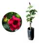 Imagem de Muda de Alamanda Vermelha 20 a 40cm AMK - Plantas Online