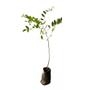 Imagem de Muda de Amendoim Do Campo 20 a 40cm AMK - Plantas Online