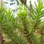 Imagem de Muda de Araucaria 20 a 40cm AMK - Plantas Online