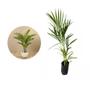 Imagem de Muda de Areca Bambu 20 a 40cm AMK - Plantas Online