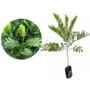 Imagem de Muda de Arvore De Samambaia 20 a 40cm AMK - Plantas Online