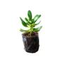 Imagem de Muda de Balsamo 20 a 40cm AMK - Plantas Online