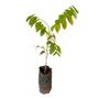 Imagem de Muda de Baru 20 a 40cm AMK - Plantas Online