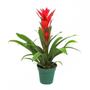 Imagem de Muda de Bromelia Altura 0,40 cm a 0,80 cm