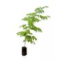 Imagem de Muda de Cabreuva 20 a 40cm AMK - Plantas Online