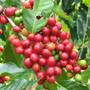 Imagem de Muda de Café Altura 0,15 cm a 0,40 cm