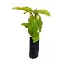 Imagem de Muda de Cafe Conilon 20 a 40cm AMK - Plantas Online