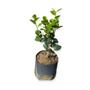 Imagem de Muda de Camelia 20 a 40cm AMK - Plantas Online