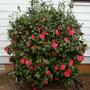 Imagem de Muda de Camelia 20 a 40cm AMK - Plantas Online