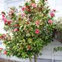 Imagem de Muda de Camelia 20 a 40cm AMK - Plantas Online