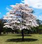 Imagem de Muda de Cerejeira Japonesa Sakura Branca de Flor Dobrada - Enxerto ja floresce