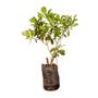 Imagem de Muda de Clusia 20 a 40cm AMK - Plantas Online