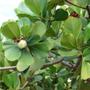 Imagem de Muda de Clusia 20 a 40cm AMK - Plantas Online