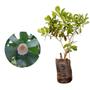 Imagem de Muda de Clusia 20 a 40cm AMK - Plantas Online