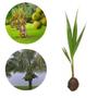 Imagem de Muda de coco Anão