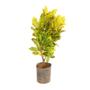 Imagem de Muda de Croton Amarelo 20 a 40cm AMK - Plantas Online